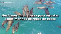 Mexicanos lanzan campaña para rescatar lobos marinos de redes de pesca