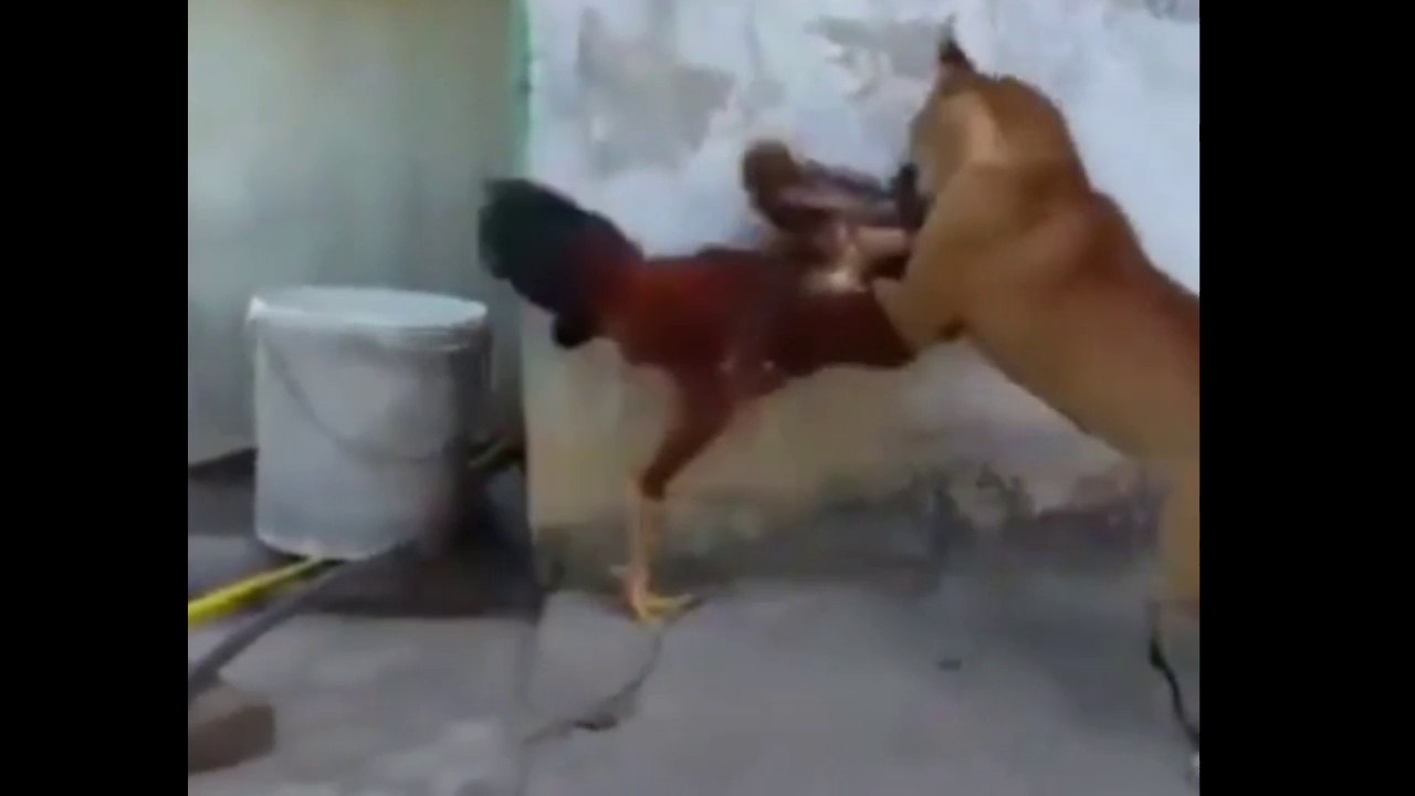 Chicken vs Dog funny fight video