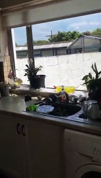 Ils surprennent le chat des voisins dans leur cuisine et l'animal se met à paniquer...