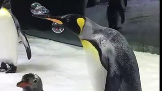 Penguins love bubbles