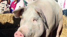 This pig can paint