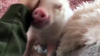 Piglet thinks is a puppy