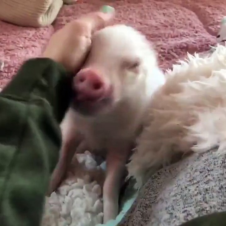 Piglet thinks is a puppy