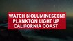 Watch bioluminescent plankton light up California coast