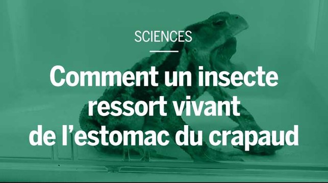 Comment un insecte oblige le crapaud à le vomir après l’avoir avalé