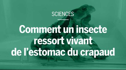 Comment un insecte oblige le crapaud à le vomir après l’avoir avalé