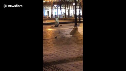 Central Paris' 'rat invasion' caught on camera