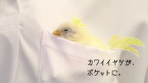 Final Fantasy XV Pocket Edition - Petit chocobo deviendra grand