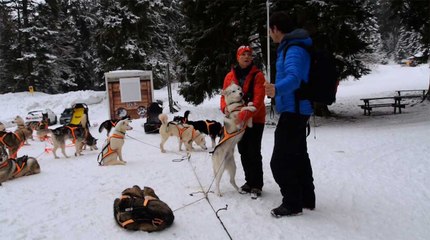 Destination montagnes : mushers au Revard