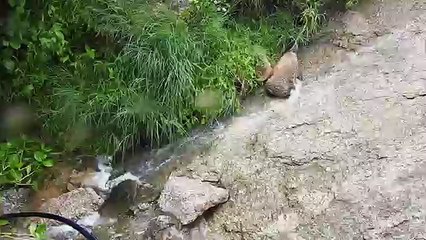 JAWAI I Unseen Wildlife Beauty I Land of Leopard I Rajasthan I India