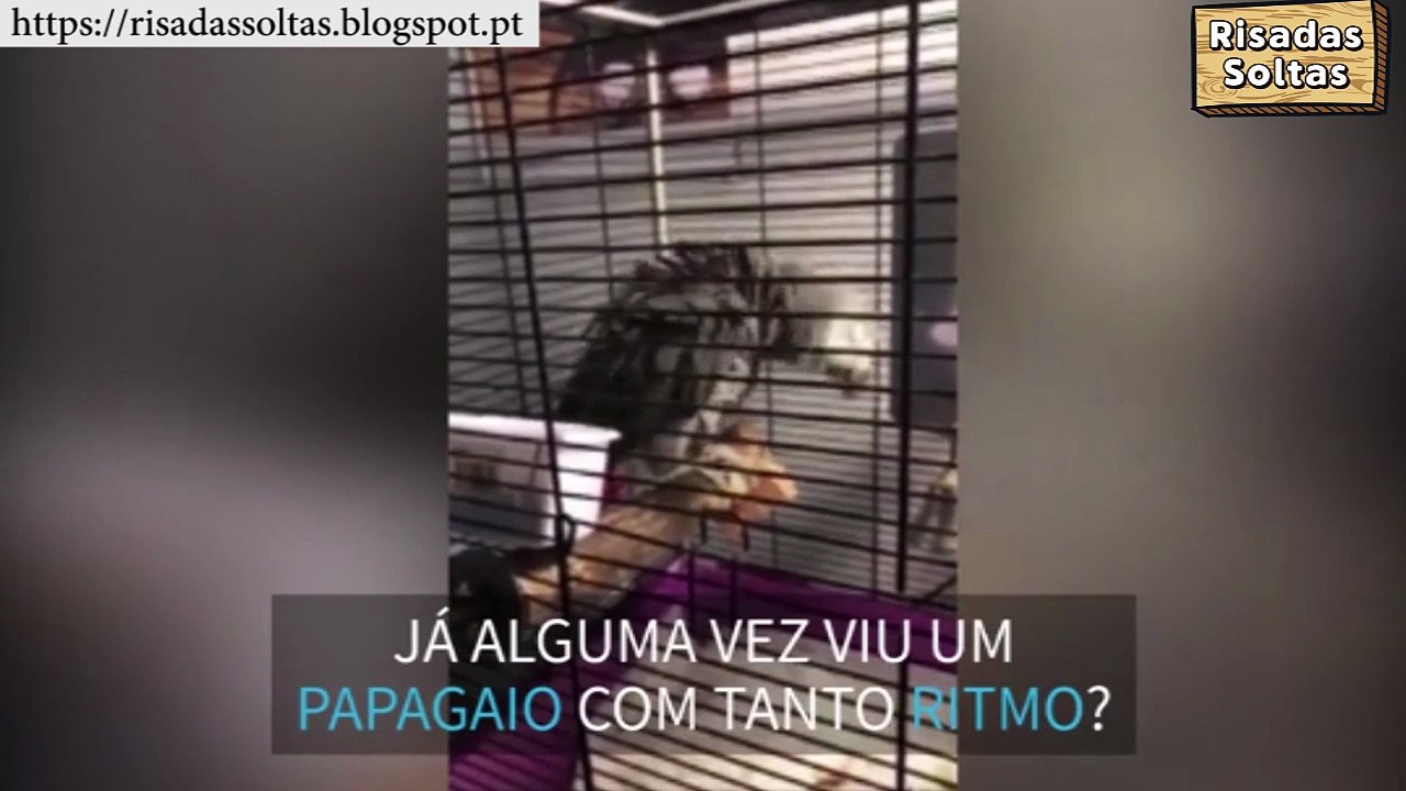 The parrot that adores Shakira