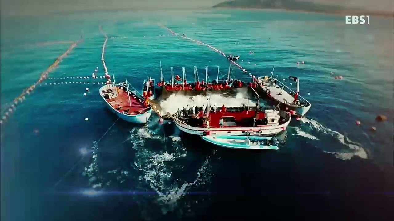 EBS 다큐프라임 - Docuprime_[생선의 종말 2부- 세상을 바꾼 물고기, 대구]_#001