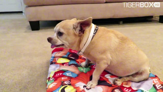 FIDGET SPINNER Toys in the Waste Disposer, Accidents Will Happen – TigerBox HD