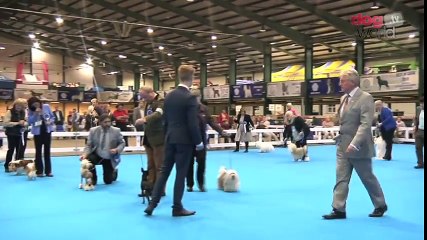 Midland Counties Dog Show 2016 - Toy group Shortlist