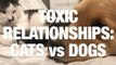 Toxic Relationships: Cats Vs Dogs