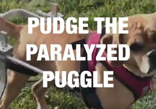 A Paralyzed Dog Who Got a Second Chance