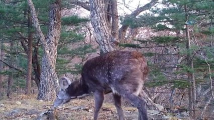 Rusya'da İlk Kez Kılıç Dişli Geyik Görüntülendi