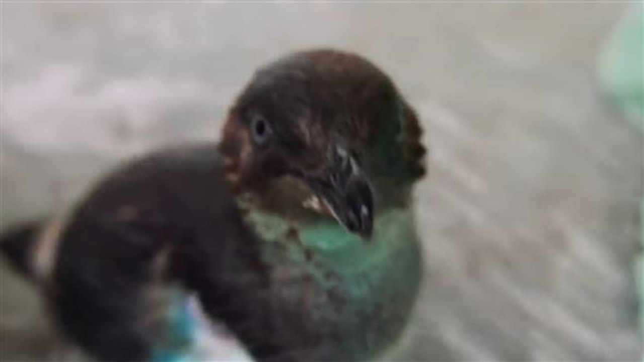 Ist auch alles wasserdicht? süßer piguin-fell-test