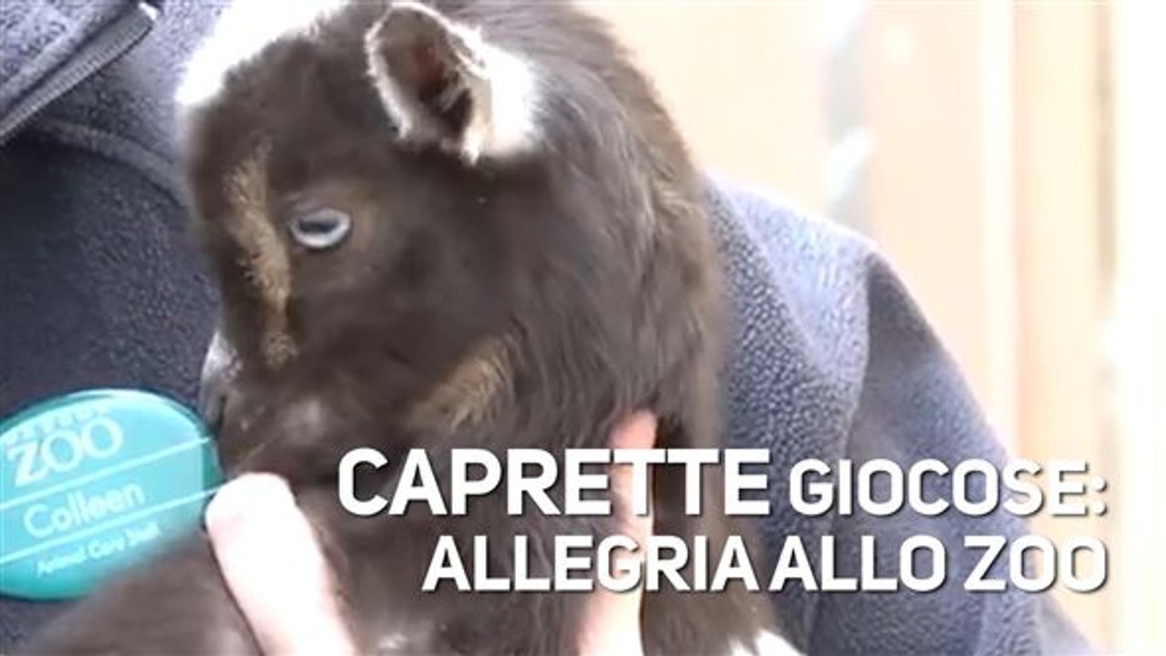 Piccole caprette alla riscossa!