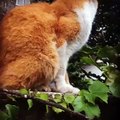 【隠し撮り】カメラにビビるシャイな野良ネコちゃん / Pretty cat noticed my iPhone