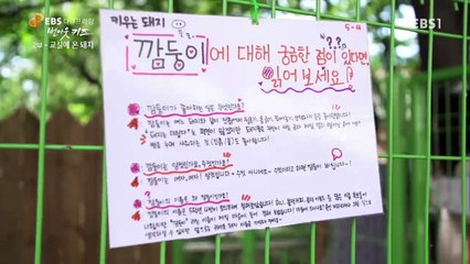 EBS 다큐프라임 - '번 아웃 키즈' 2부- 교실에 온 돼지, '진짜' 12살의 이야기_#002