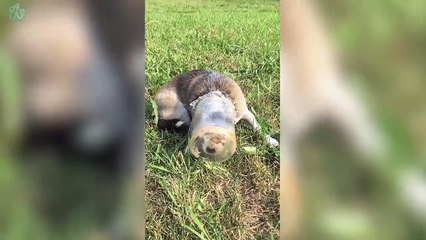 Funny Dogs Compilation - Funniest Dog Videos 2018