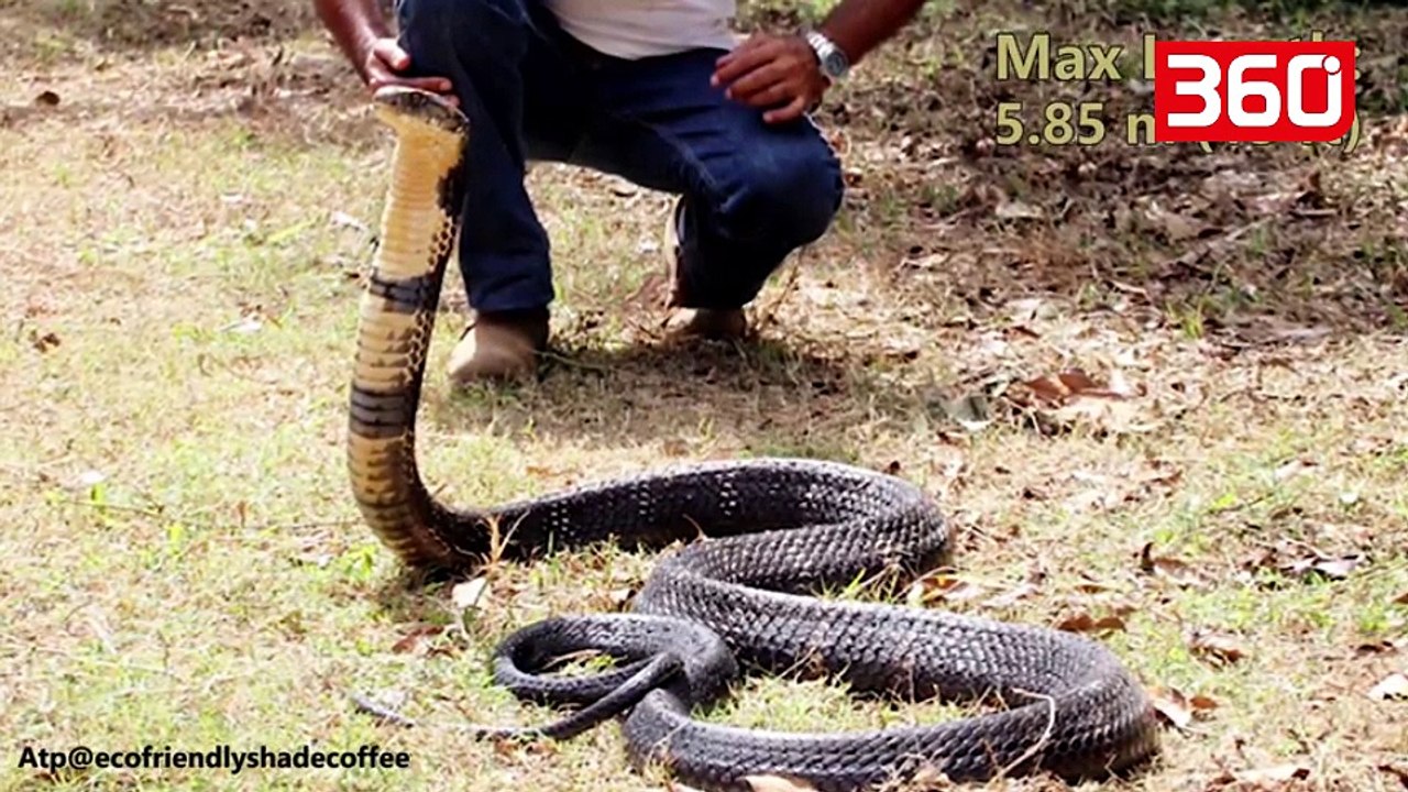Epic battle between a King Cobra and a Python