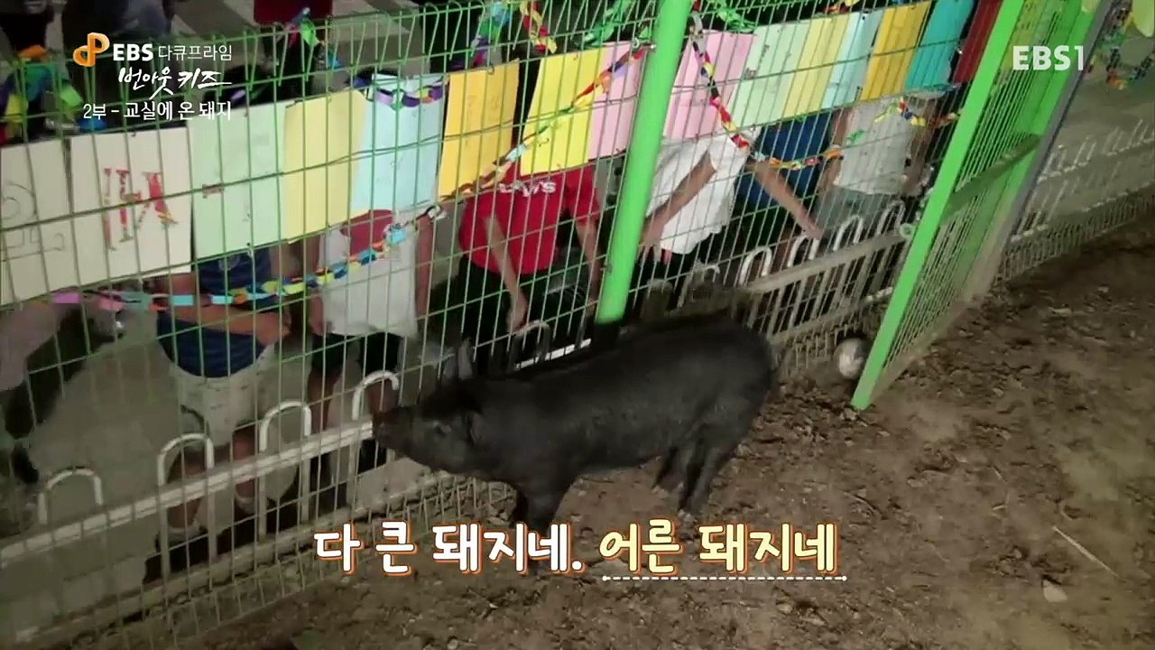 EBS 다큐프라임 - '번 아웃 키즈' 2부- 교실에 온 돼지, '진짜' 12살의 이...