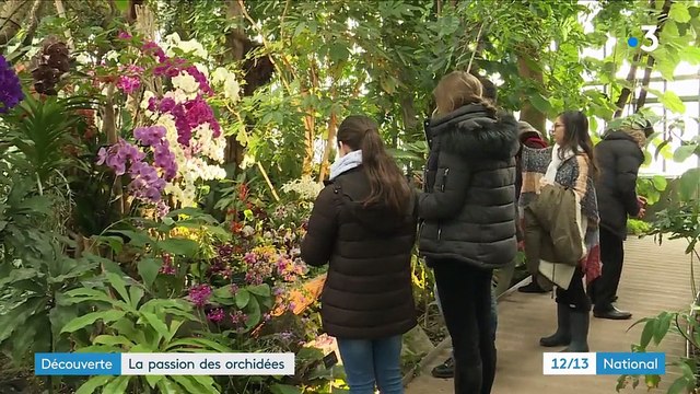 Fleurs : la passion des orchidées