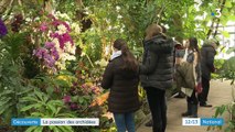 Fleurs : la passion des orchidées