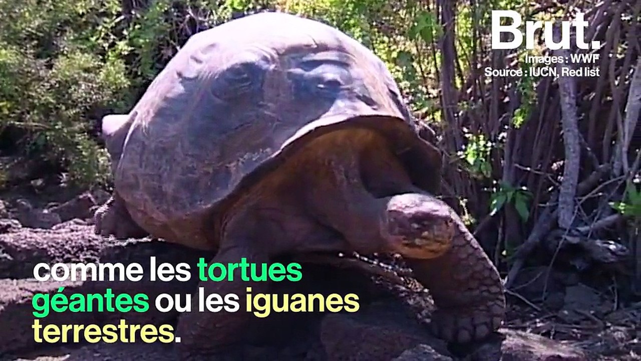 Le fragile écosystème des îles Galápagos entre touristes et espèces vulnérables