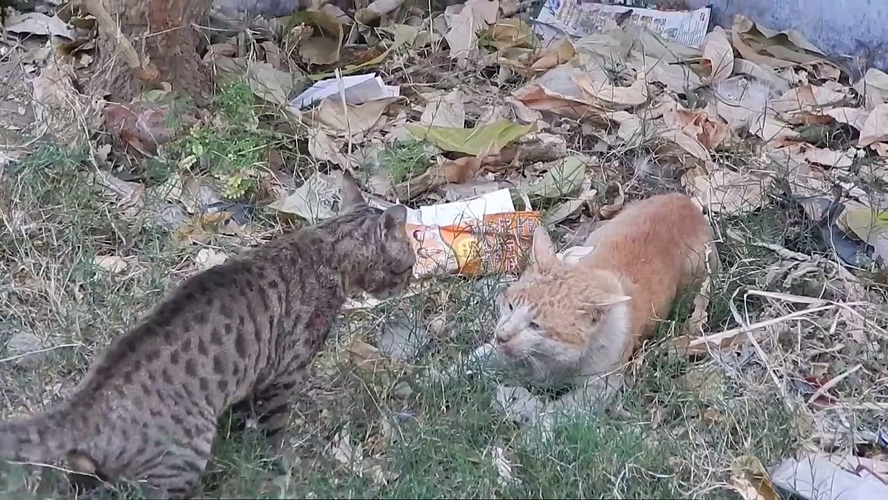 Deadly fight between cats