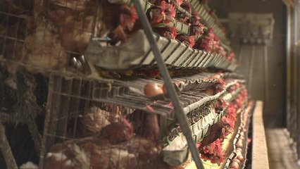 AI 충남 상륙...양계 농가 초비상 / YTN