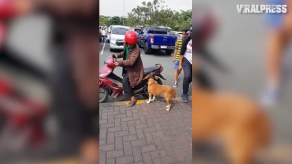 Dog Jumps Onto Motorbike