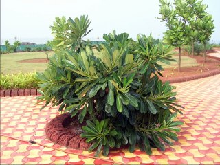 Rock Garden Malvan | Beautiful Gardem | Sunset | Sea Rocks | Sindhudurg