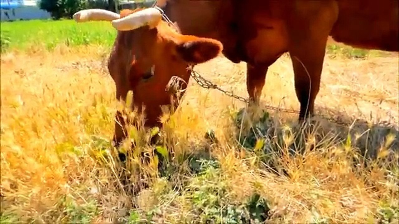 Gaey %28cow %29 kay kwab ki tabeer daykhiy