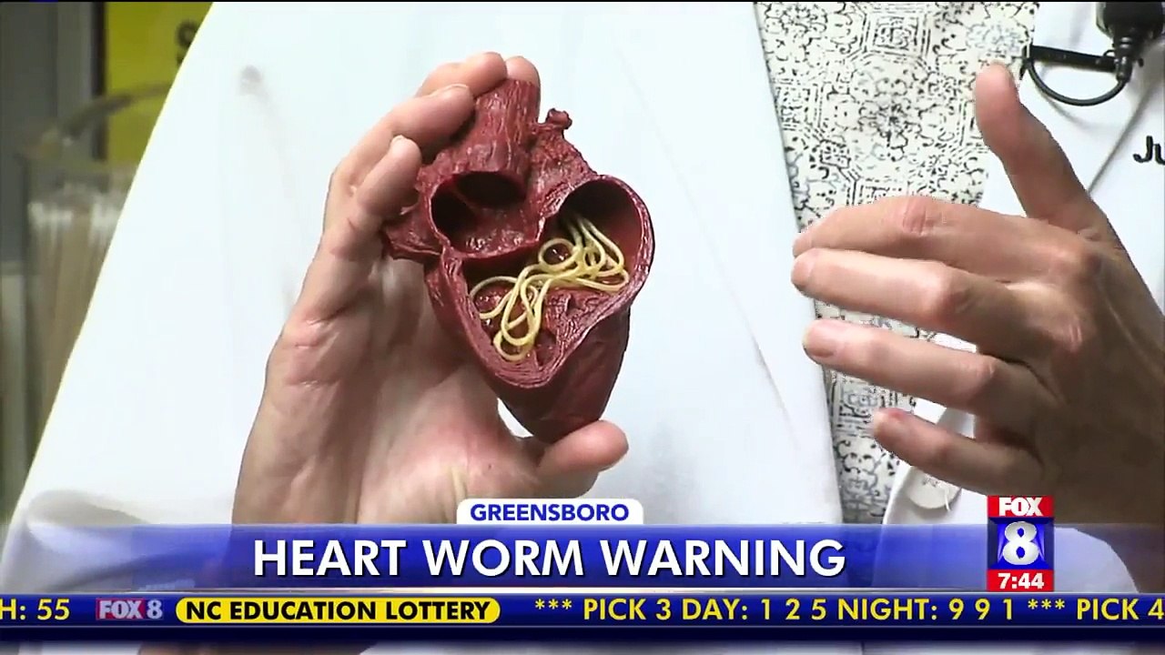 How to Protect Your Pets Against Mosquito-Transmitted Heartworms