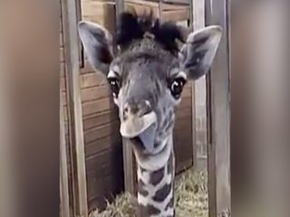 Funny! Baby giraffe sticks out tongue - ABC15 Digital