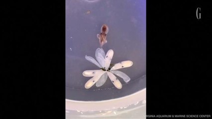 La naissance des pieuvres