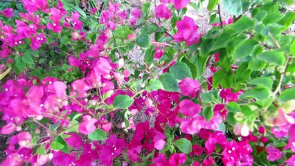 Beautiful flowers and animals, Koh Tao, Thailand