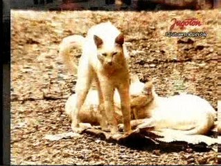 Neno Belan - Ponoćna zvona