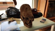 FINALLY_ DNA Results Of The Paracas Elongated Skulls Of Peru_ Part 1