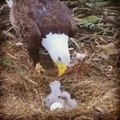 Eagle feeding babies  (سبحان اللہ العظیم)