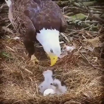 Eagle feeding babies (سبحان اللہ العظیم)