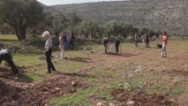 Rabinos israelíes reivindican la paz con Palestina plantando árboles en Cisjordania