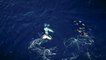 Humpback Whales Aerial View from Tonga