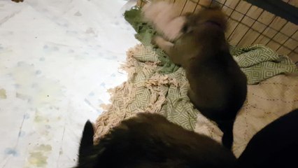 German Shepherd Pups 4 week old - Fluffy Terrorists