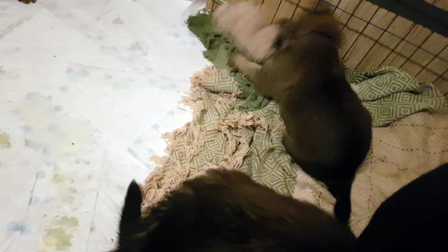 German Shepherd Pups 4 week old - Fluffy Terrorists