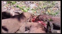 Ataques Mortais | Dragão-de-Komodo Comendo a Presa ainda Viva [IMAGENS FORTES]