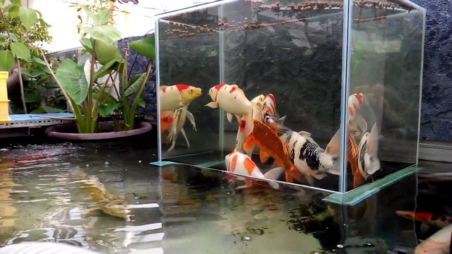 Une fish tower dans un aquarium exterieur dans lequel les poissons peuvent sortir de l'eau